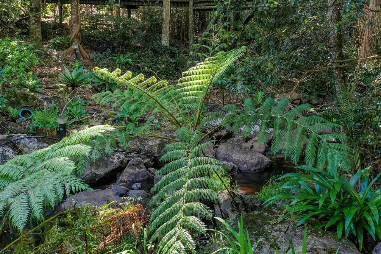 Tall Trees Motel Mountain Retreat Mount Tamborine Bagian luar foto